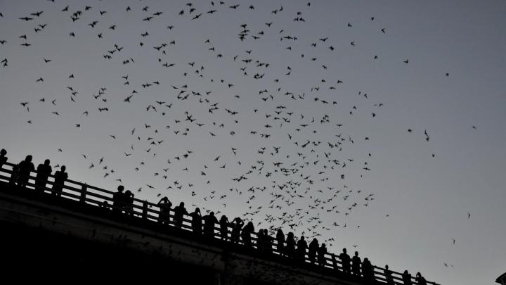 Tourists flock to see the swell of bats emerge from Congress Bridge