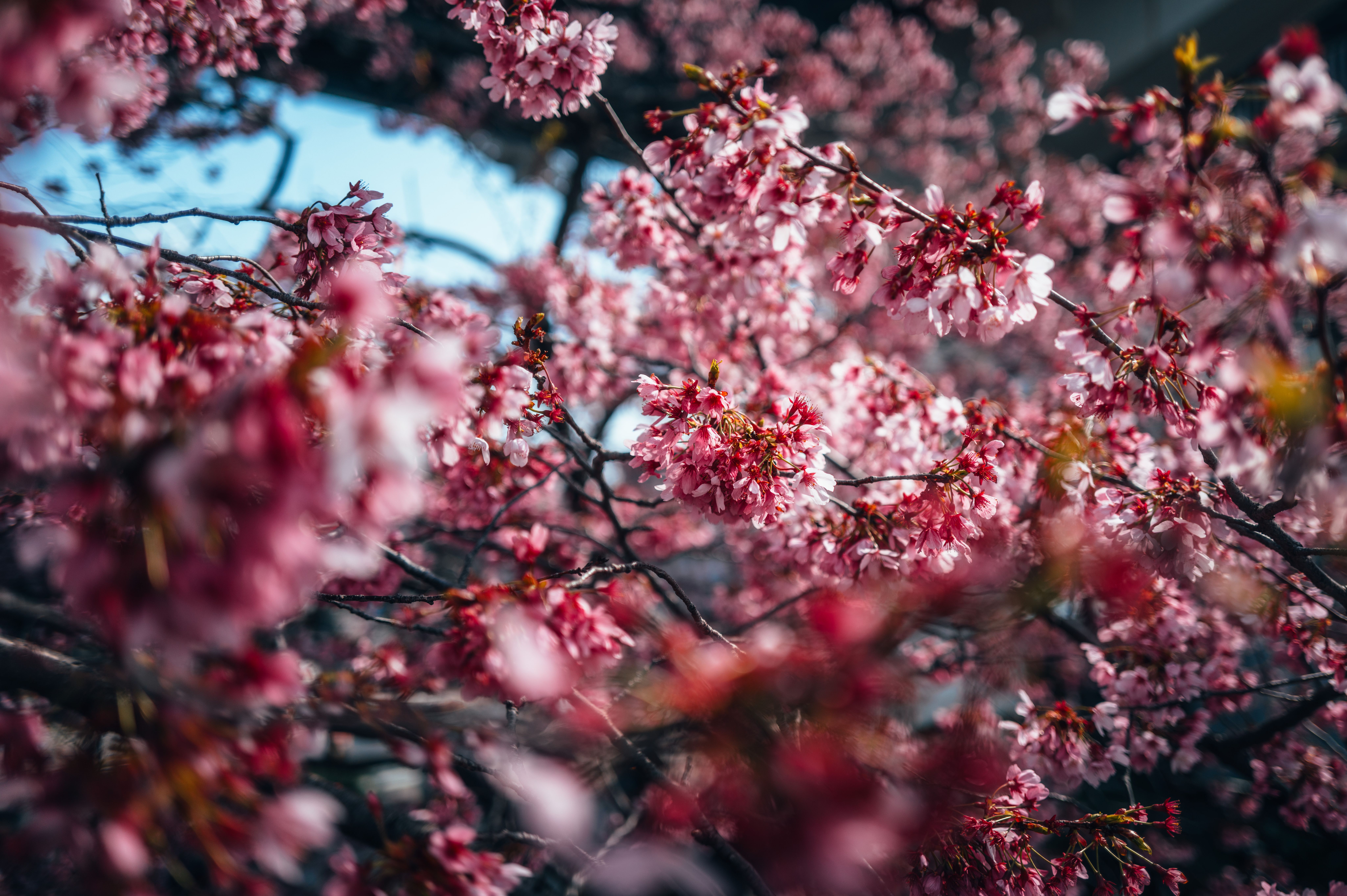 Cherry Blossom in full bloom.