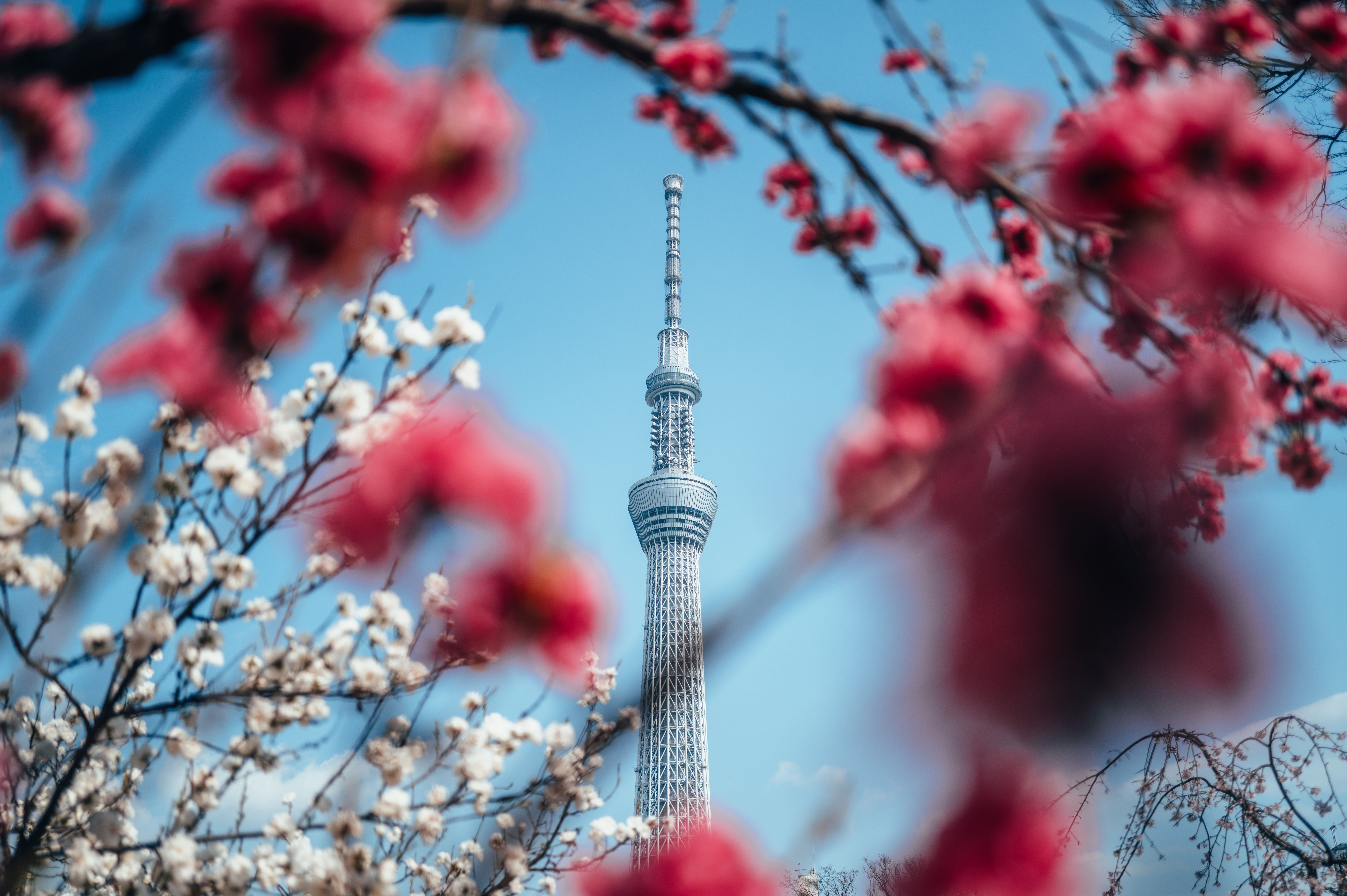 Taking in the sights of Tokyo...