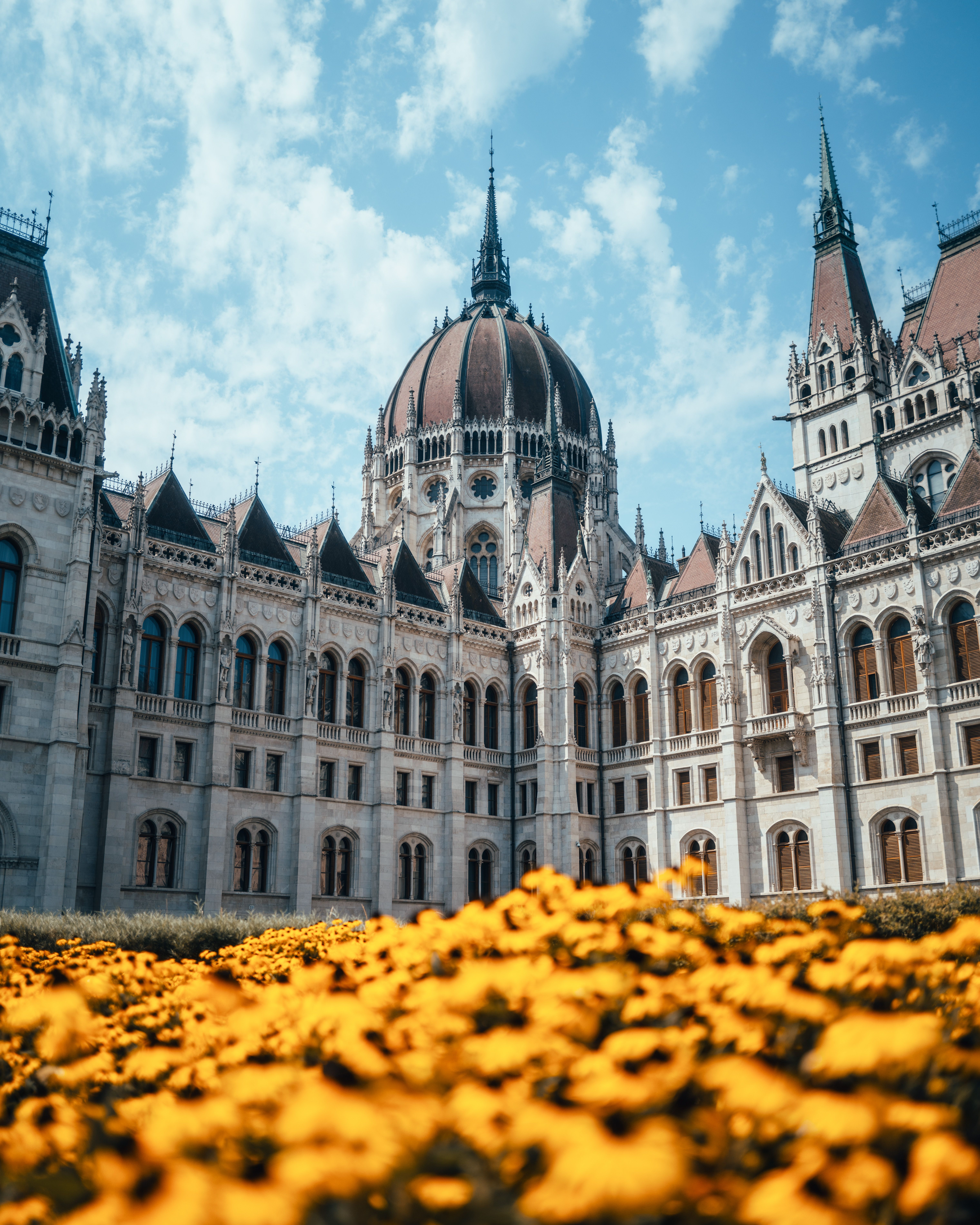 Blooming in the summer sunshine.